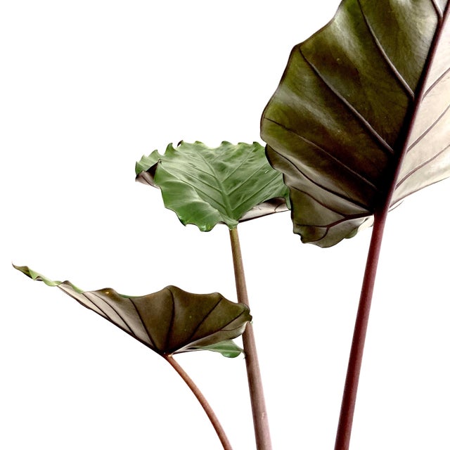 Plants Thyme and Place SLC, UT