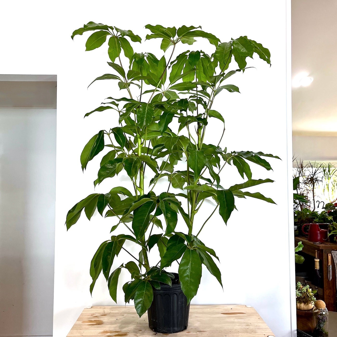 Schefflera amate Thyme and Place SLC, UT