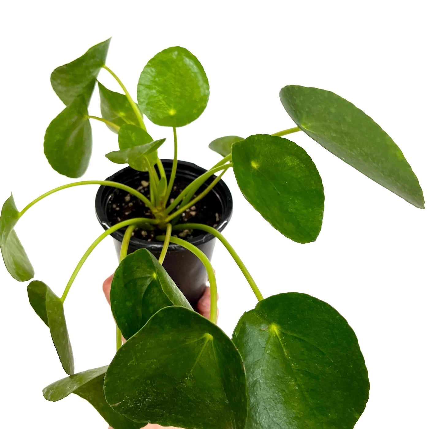 Chinese Money Plant (Pilea peperomioide) Thyme and Place SLC, UT