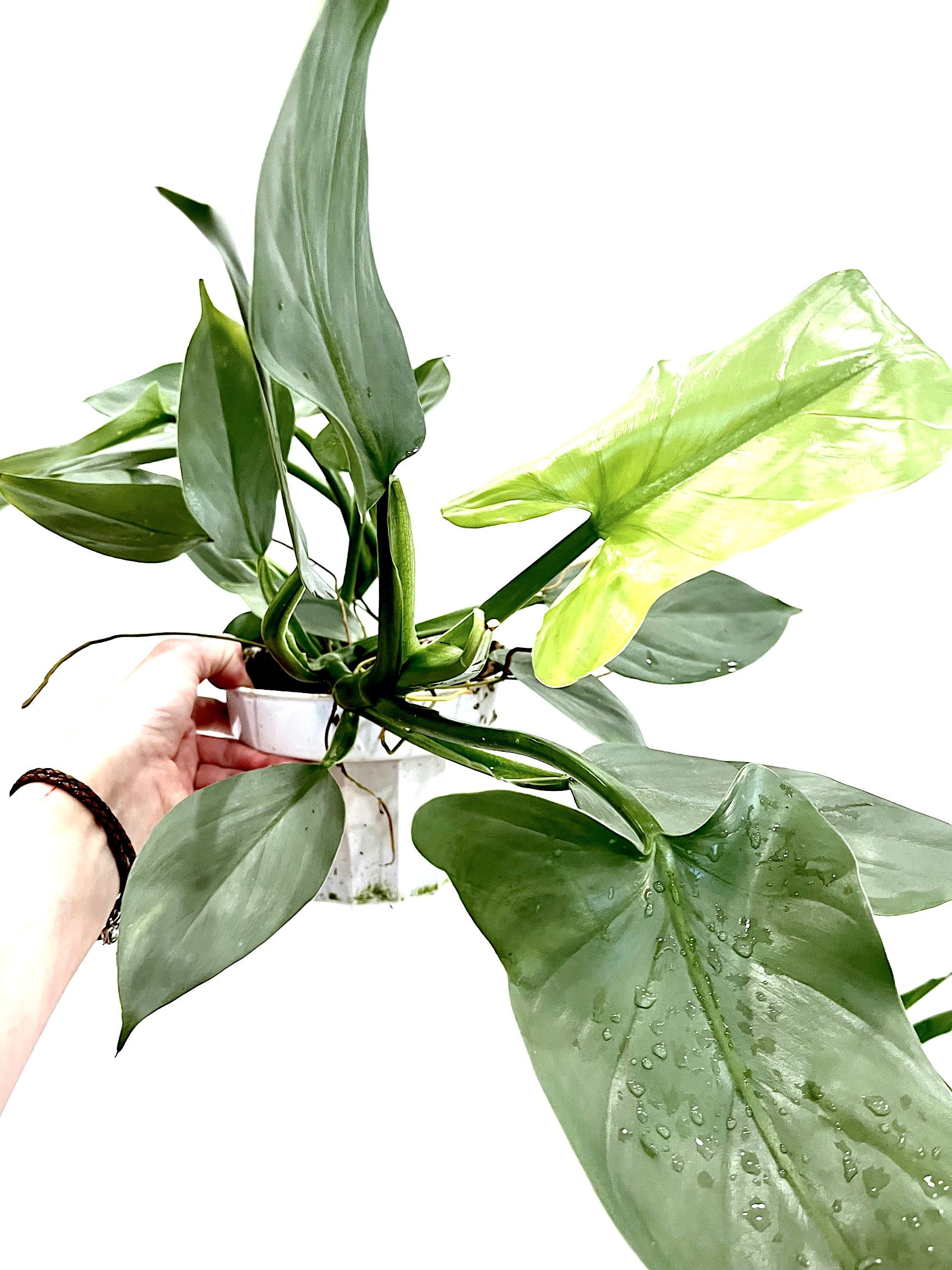 Philodendron 'Silver Sword' (Philodendron Hastatum) Thyme and Place