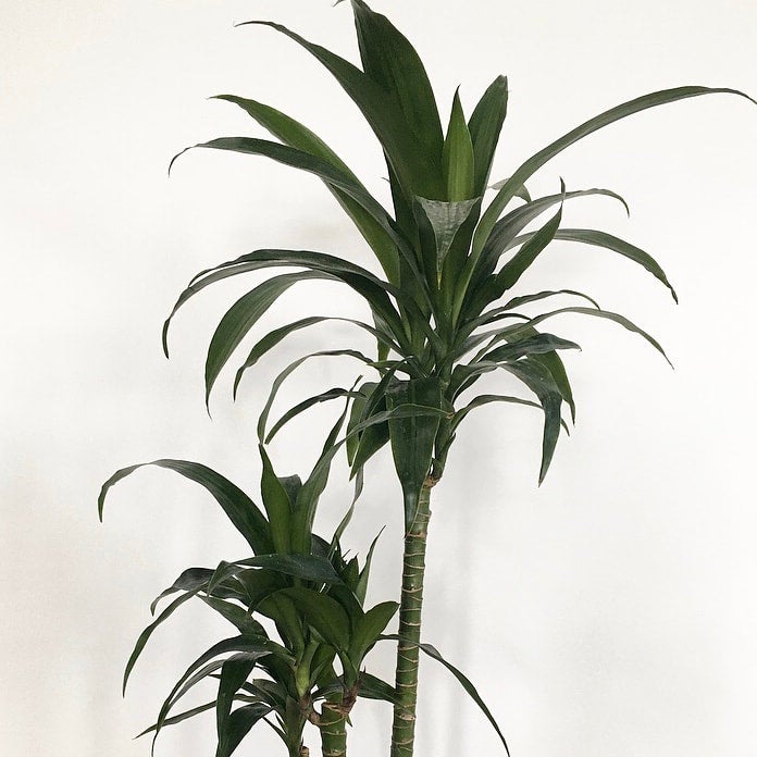 Dracaena fragrans Craig' Thyme and Place SLC, UT